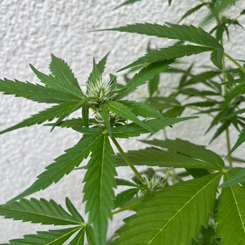 Lemon Wonder Automatic growlog timeline photo