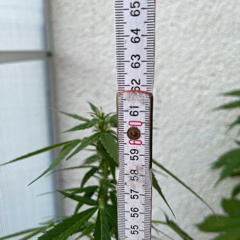 Lemon Wonder Automatic growlog timeline photo