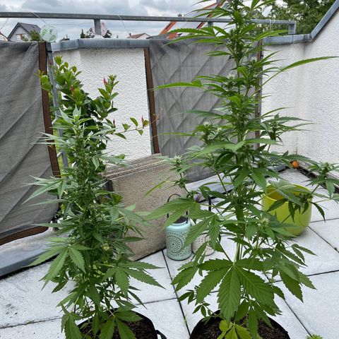 Lemon Wonder Automatic growlog timeline photo