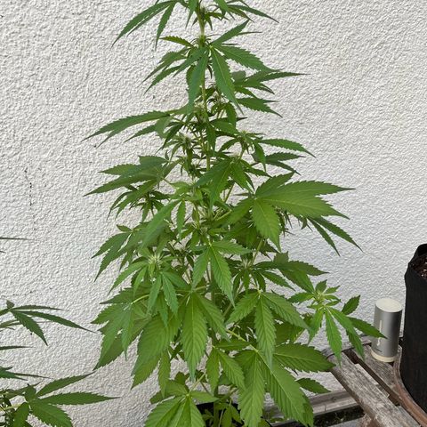 Lemon Wonder Automatic growlog timeline photo