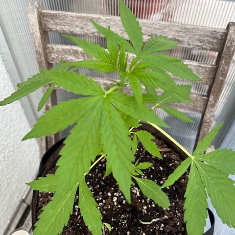 Jack Herer Automatic growlog timeline photo
