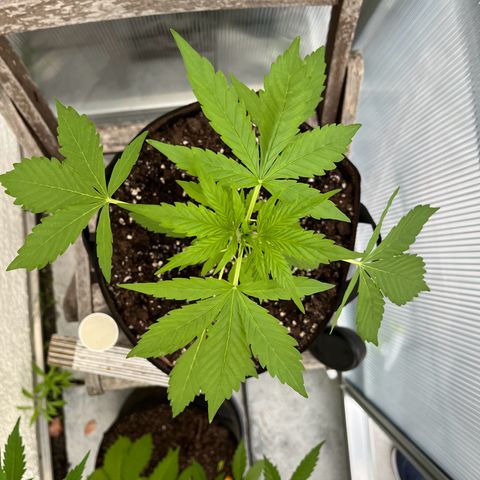 Jack Herer Automatic growlog timeline photo