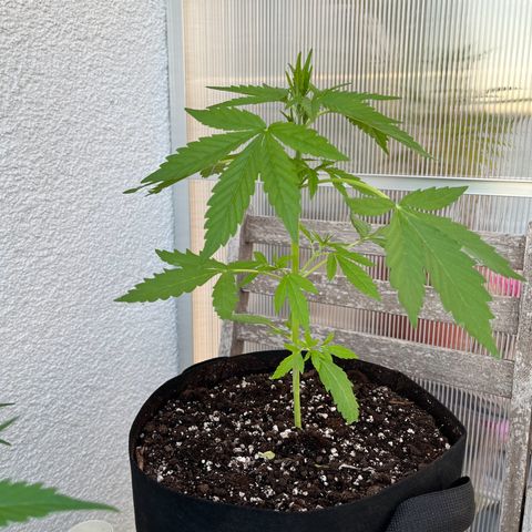 Jack Herer Automatic growlog timeline photo