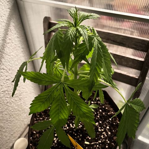 Jack Herer Automatic growlog timeline photo