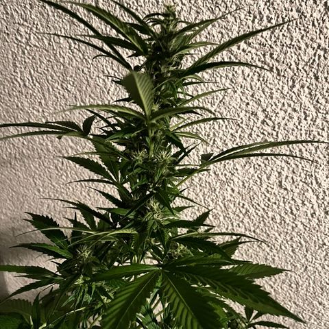 Lemon Wonder Automatic growlog timeline photo