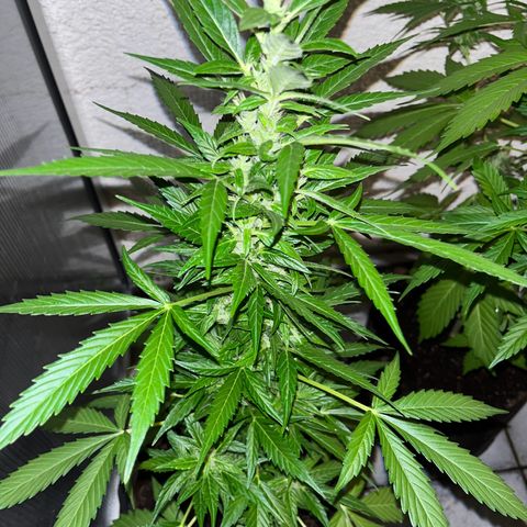 Lemon Wonder Automatic growlog timeline photo