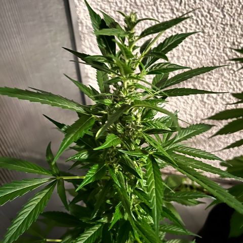 Lemon Wonder Automatic growlog timeline photo