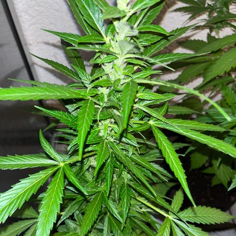 Lemon Wonder Automatic growlog timeline photo