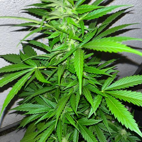 Lemon Wonder Automatic growlog timeline photo