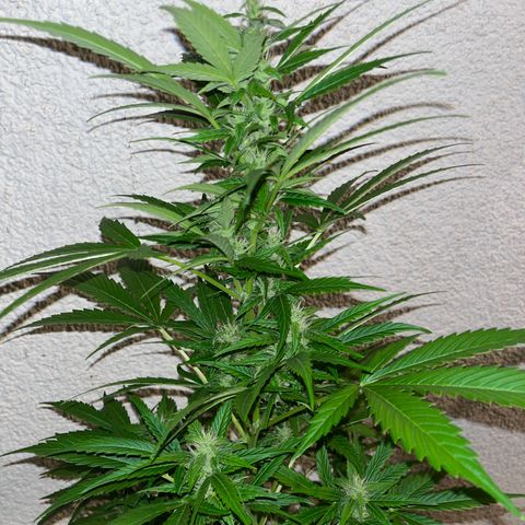 Lemon Wonder Automatic growlog timeline photo