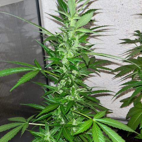 Lemon Wonder Automatic growlog timeline photo