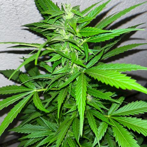 Lemon Wonder Automatic growlog timeline photo