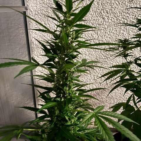 Lemon Wonder Automatic growlog timeline photo