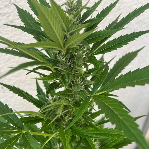 Lemon Wonder Automatic growlog timeline photo