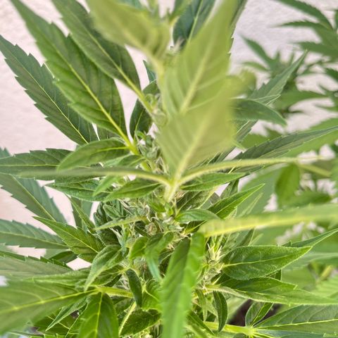 Lemon Wonder Automatic growlog timeline photo