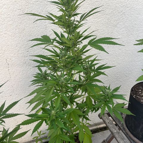 Lemon Wonder Automatic growlog timeline photo