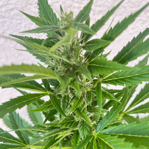 Lemon Wonder Automatic growlog timeline photo