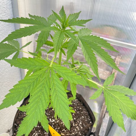 Jack Herer Automatic growlog timeline photo
