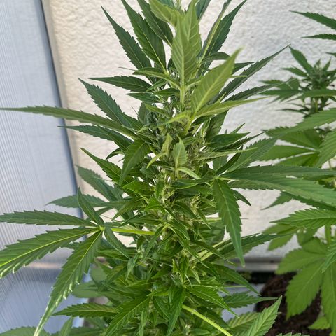 Lemon Wonder Automatic growlog timeline photo