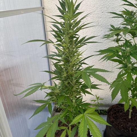 Lemon Wonder Automatic growlog timeline photo
