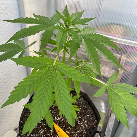 Jack Herer Automatic growlog timeline photo