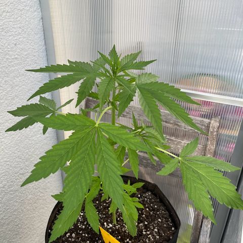Jack Herer Automatic growlog timeline photo