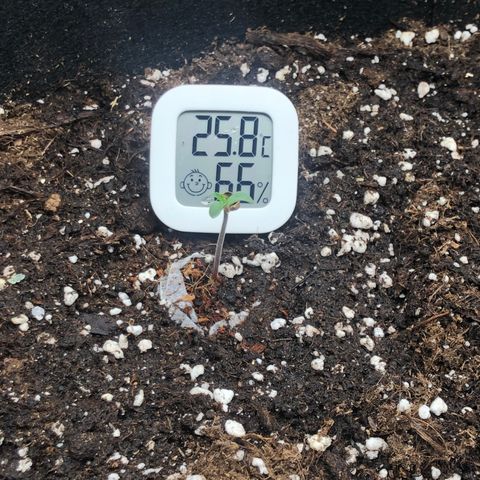 White Widow XXL Auto growlog timeline photo