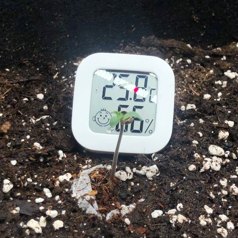 White Widow XXL Auto growlog timeline photo