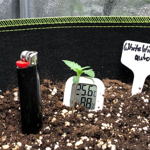 White Widow XXL Auto growlog timeline photo
