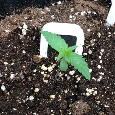 White Widow XXL Auto growlog timeline photo