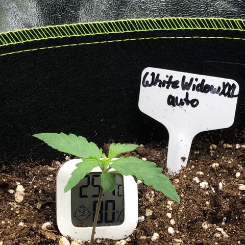 White Widow XXL Auto growlog timeline photo