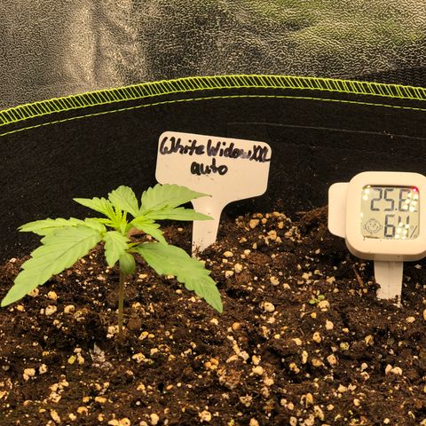 White Widow XXL Auto growlog timeline photo