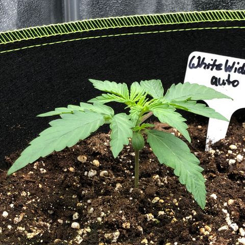 White Widow XXL Auto growlog timeline photo