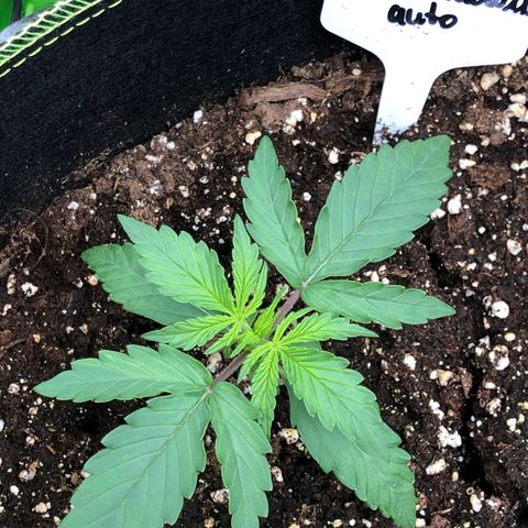 White Widow XXL Auto growlog timeline photo