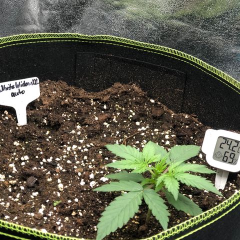 White Widow XXL Auto growlog timeline photo