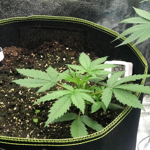 White Widow XXL Auto growlog timeline photo
