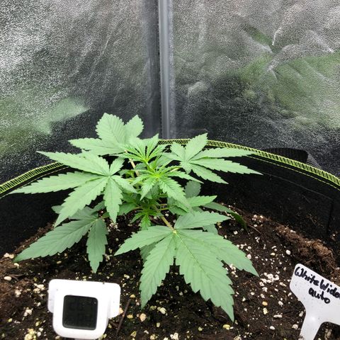 White Widow XXL Auto growlog timeline photo