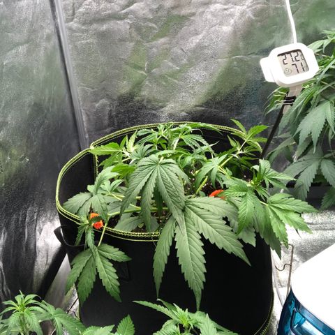 White Widow XXL Auto growlog photo: LST low branches
