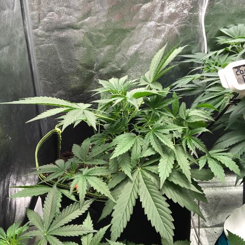 White Widow XXL Auto growlog timeline photo
