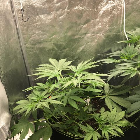 White Widow XXL Auto growlog timeline photo