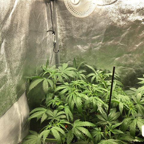 White Widow XXL Auto growlog timeline photo