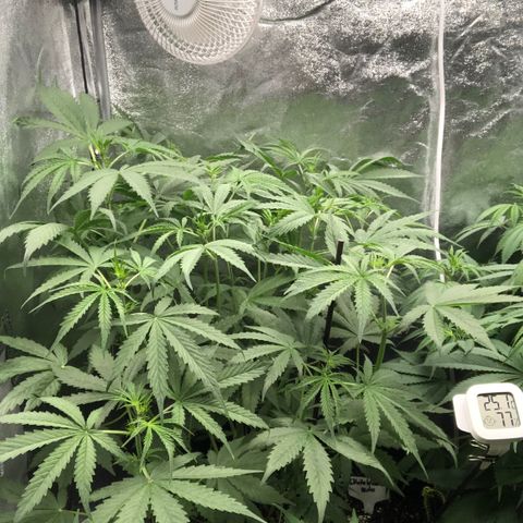White Widow XXL Auto growlog timeline photo