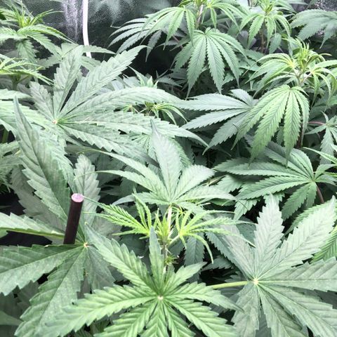 White Widow XXL Auto growlog timeline photo