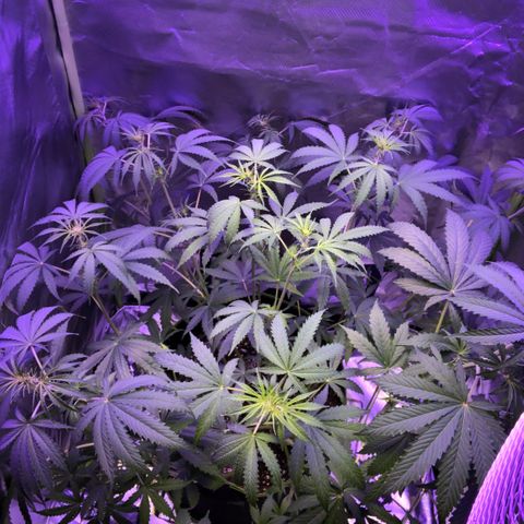 White Widow XXL Auto growlog timeline photo