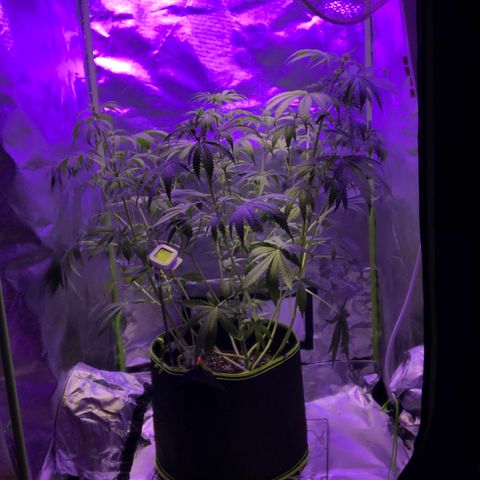 White Widow XXL Auto growlog timeline photo