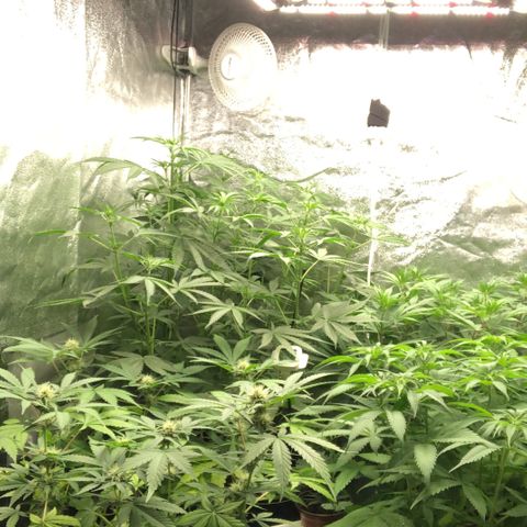 White Widow XXL Auto growlog timeline photo