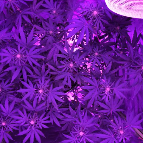 White Widow XXL Auto growlog timeline photo