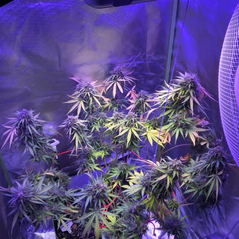 White Widow XXL Auto growlog timeline photo