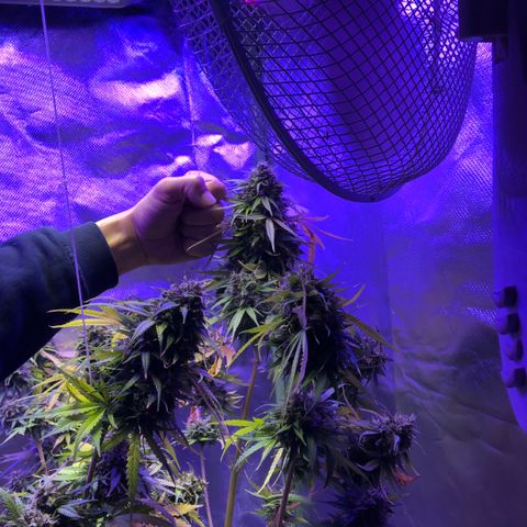 White Widow XXL Auto growlog timeline photo