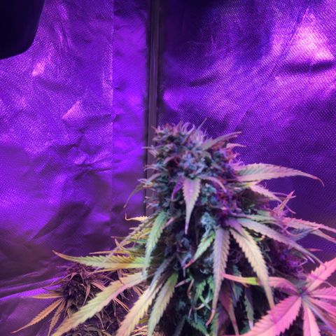 White Widow XXL Auto growlog timeline photo